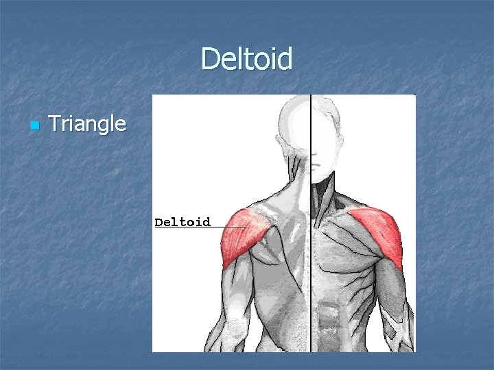 Deltoid n Triangle 