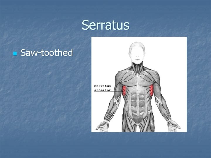 Serratus n Saw-toothed 