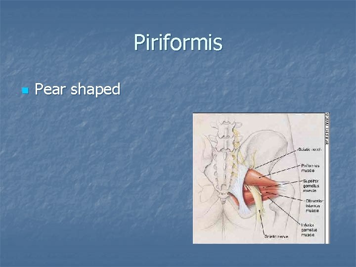 Piriformis n Pear shaped 