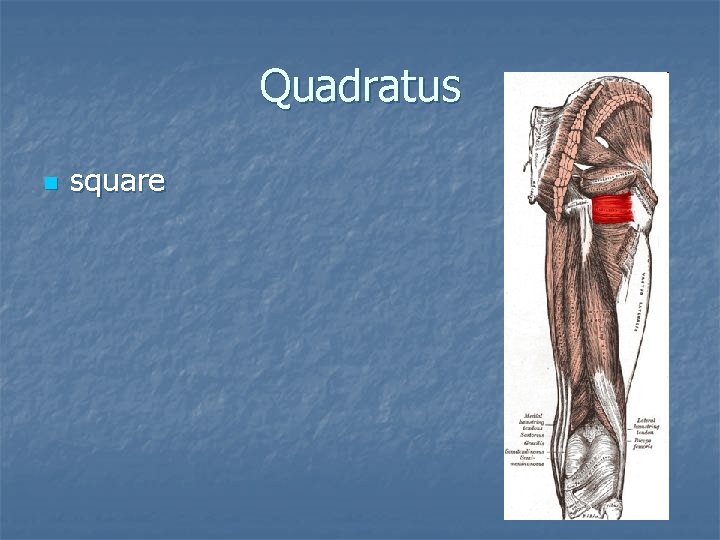 Quadratus n square 