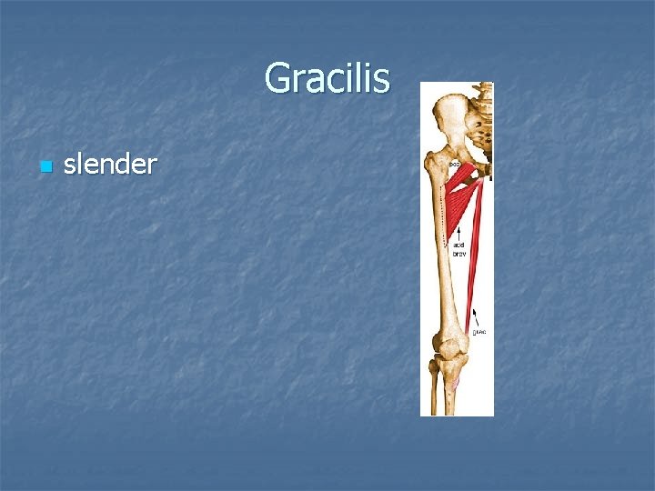 Gracilis n slender 