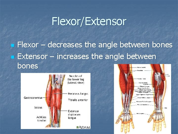Flexor/Extensor n n Flexor – decreases the angle between bones Extensor – increases the