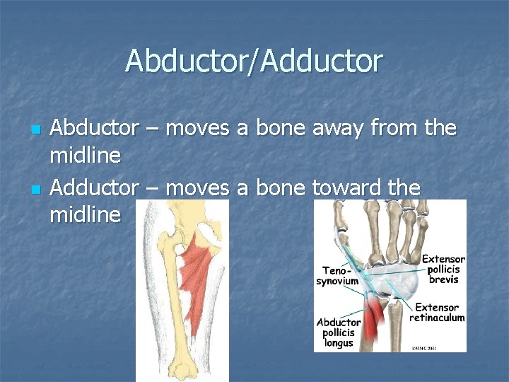 Abductor/Adductor n n Abductor – moves a bone away from the midline Adductor –