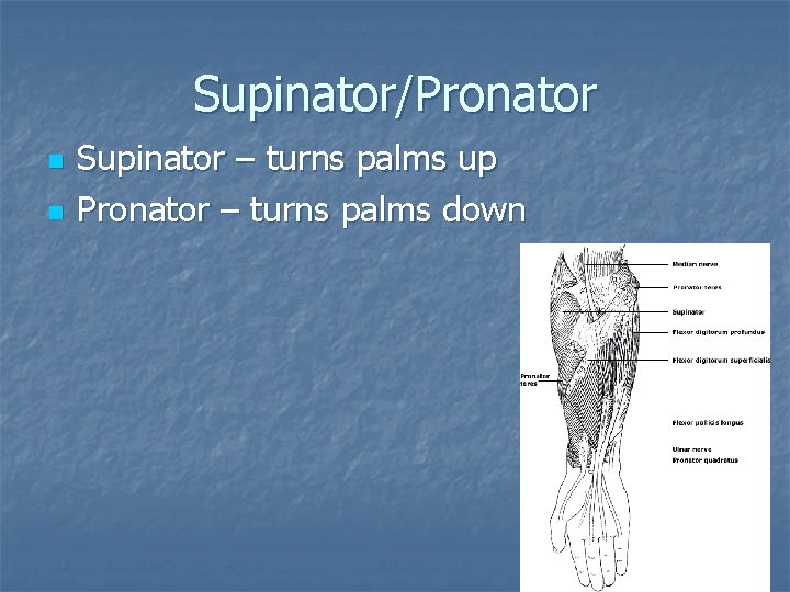 Supinator/Pronator n n Supinator – turns palms up Pronator – turns palms down 