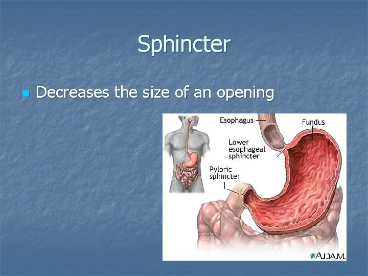 Sphincter n Decreases the size of an opening 