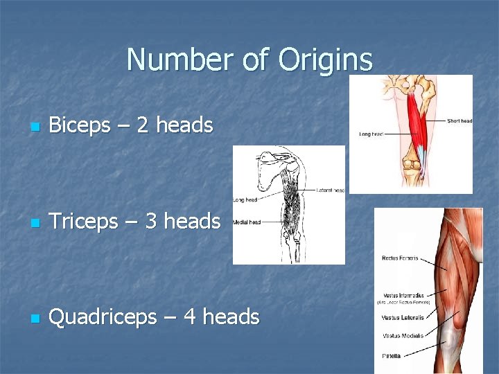 Number of Origins n Biceps – 2 heads n Triceps – 3 heads n