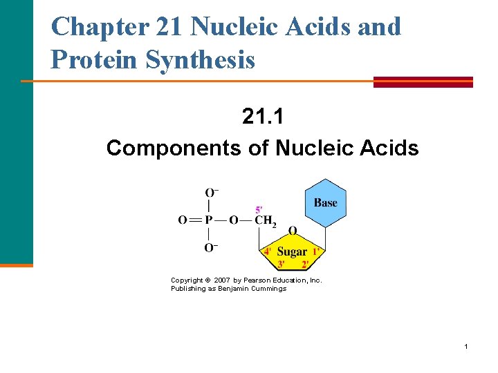 Chapter 21 Nucleic Acids and Protein Synthesis 21. 1 Components of Nucleic Acids Copyright