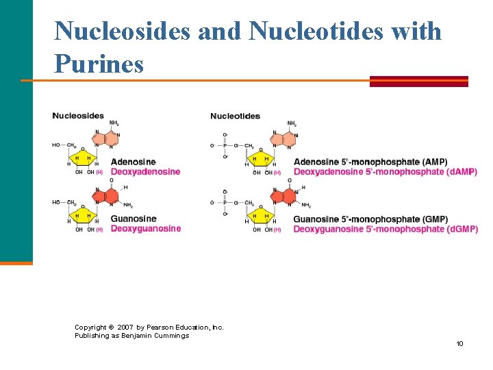 Nucleosides and Nucleotides with Purines Copyright © 2007 by Pearson Education, Inc. Publishing as