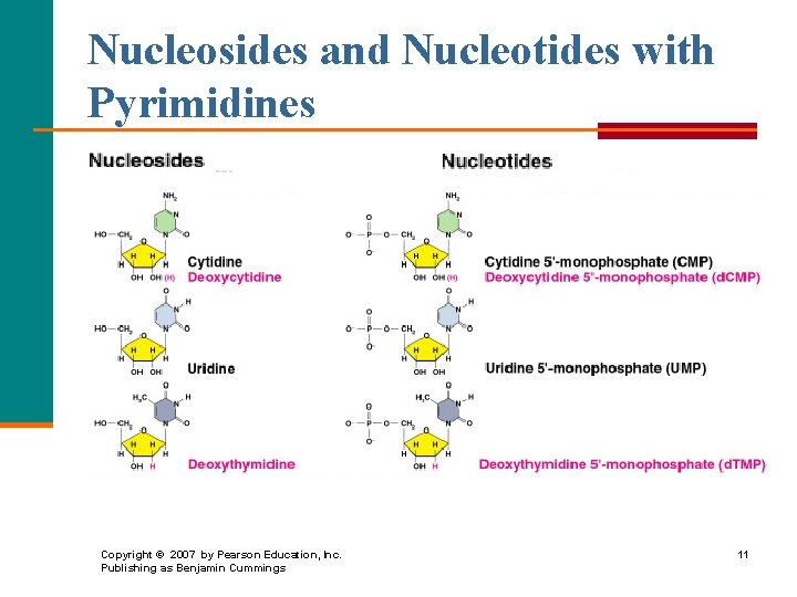 Nucleosides and Nucleotides with Pyrimidines Copyright © 2007 by Pearson Education, Inc. Publishing as