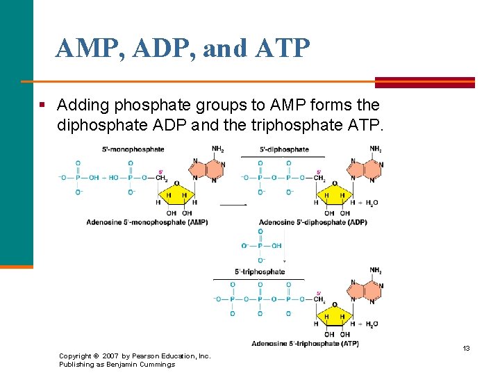 AMP, ADP, and ATP § Adding phosphate groups to AMP forms the diphosphate ADP