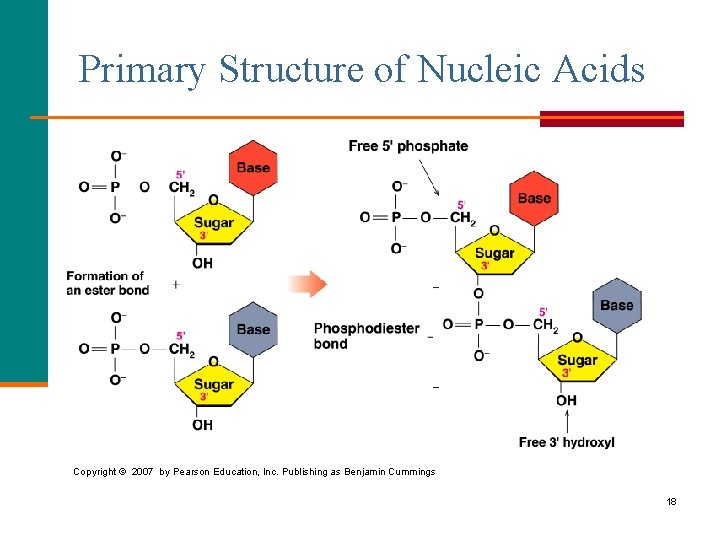 Primary Structure of Nucleic Acids Copyright © 2007 by Pearson Education, Inc. Publishing as