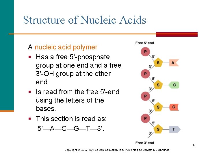 Structure of Nucleic Acids A nucleic acid polymer § Has a free 5’-phosphate group