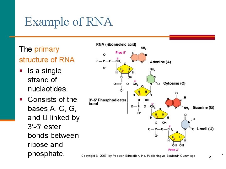 Example of RNA The primary structure of RNA § Is a single strand of