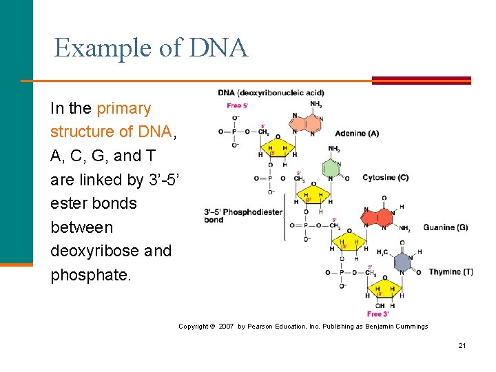 Example of DNA In the primary structure of DNA, A, C, G, and T