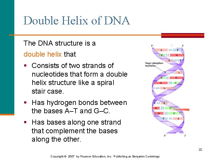 Double Helix of DNA The DNA structure is a double helix that § Consists