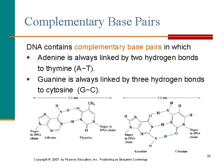 Complementary Base Pairs DNA contains complementary base pairs in which § Adenine is always