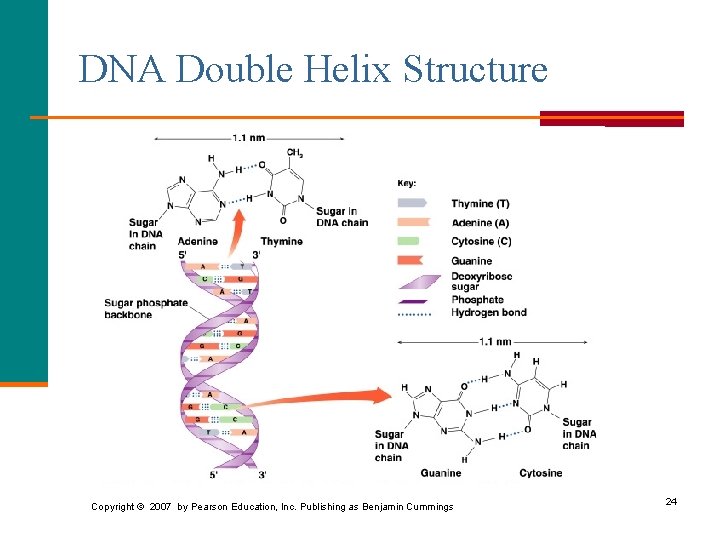 DNA Double Helix Structure Copyright © 2007 by Pearson Education, Inc. Publishing as Benjamin