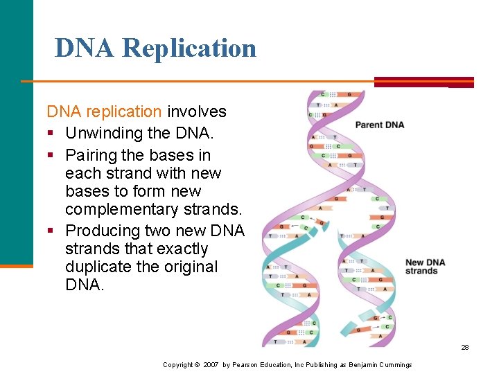 DNA Replication DNA replication involves § Unwinding the DNA. § Pairing the bases in