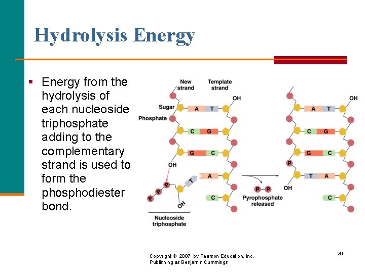 Hydrolysis Energy § Energy from the hydrolysis of each nucleoside triphosphate adding to the