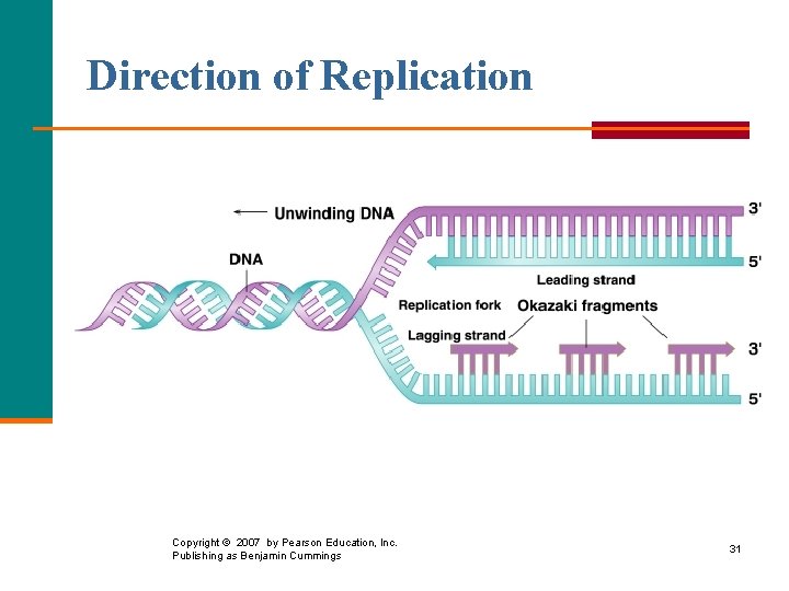 Direction of Replication Copyright © 2007 by Pearson Education, Inc. Publishing as Benjamin Cummings