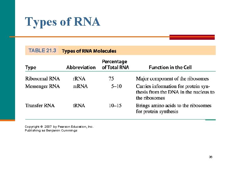 Types of RNA TABLE 21. 3 Copyright © 2007 by Pearson Education, Inc. Publishing