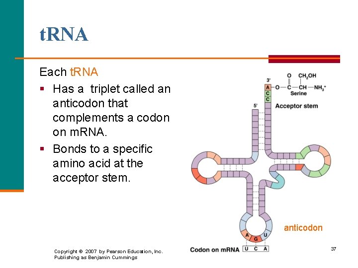 t. RNA Each t. RNA § Has a triplet called an anticodon that complements