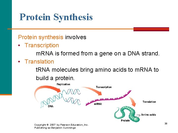 Protein Synthesis Protein synthesis involves • Transcription m. RNA is formed from a gene