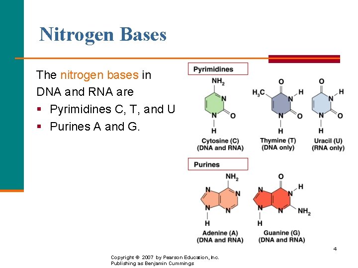 Nitrogen Bases The nitrogen bases in DNA and RNA are § Pyrimidines C, T,