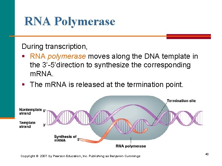 RNA Polymerase During transcription, § RNA polymerase moves along the DNA template in the