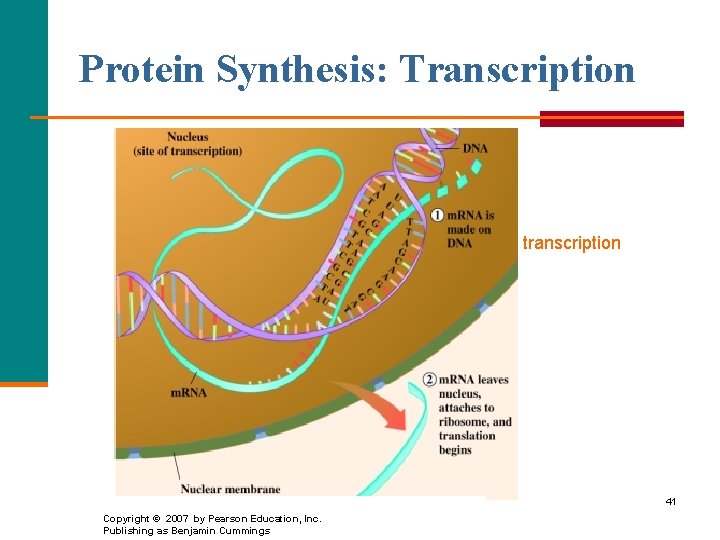 Protein Synthesis: Transcription transcription 41 Copyright © 2007 by Pearson Education, Inc. Publishing as