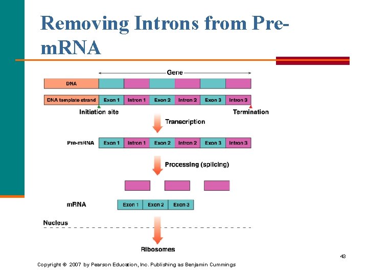 Removing Introns from Prem. RNA 43 Copyright © 2007 by Pearson Education, Inc. Publishing