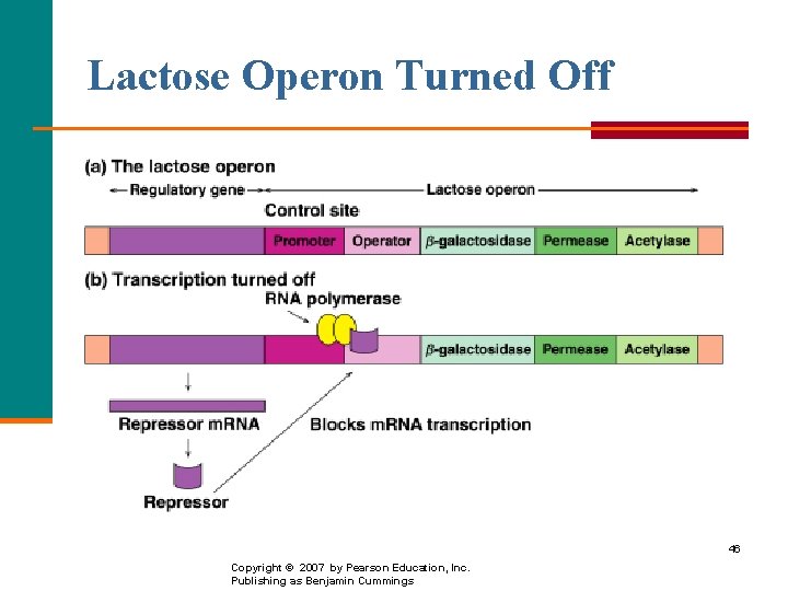 Lactose Operon Turned Off 46 Copyright © 2007 by Pearson Education, Inc. Publishing as