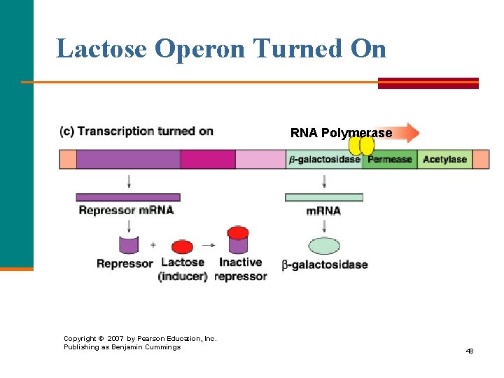 Lactose Operon Turned On RNA Polymerase Copyright © 2007 by Pearson Education, Inc. Publishing
