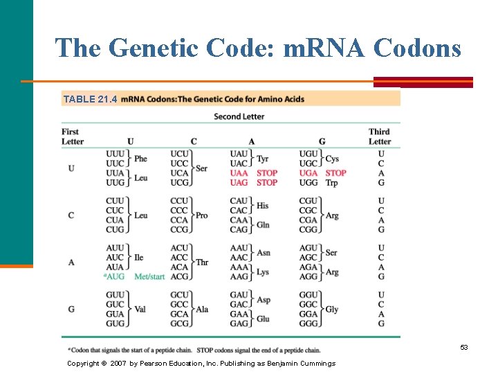 The Genetic Code: m. RNA Codons TABLE 21. 4 53 Copyright © 2007 by