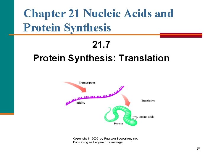 Chapter 21 Nucleic Acids and Protein Synthesis 21. 7 Protein Synthesis: Translation Copyright ©