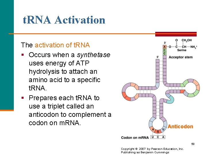 t. RNA Activation The activation of t. RNA § Occurs when a synthetase uses