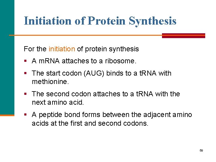 Initiation of Protein Synthesis For the initiation of protein synthesis § A m. RNA