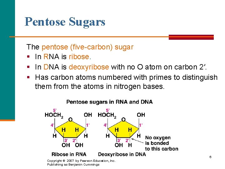 Pentose Sugars The pentose (five-carbon) sugar § In RNA is ribose. § In DNA