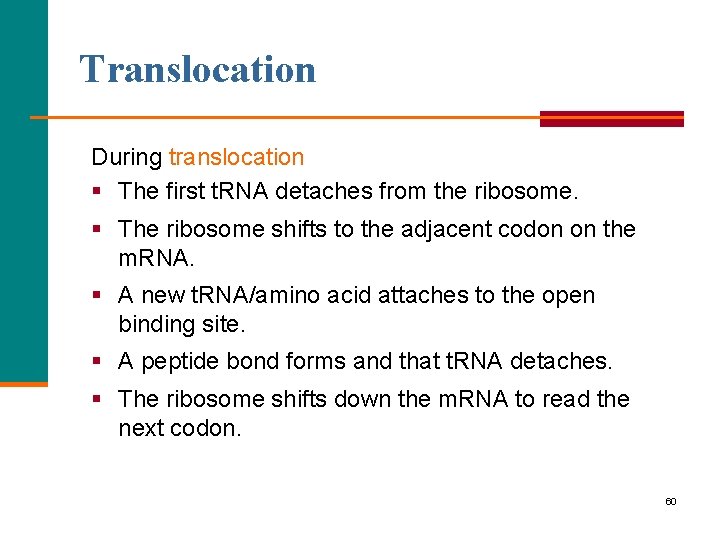 Translocation During translocation § The first t. RNA detaches from the ribosome. § The