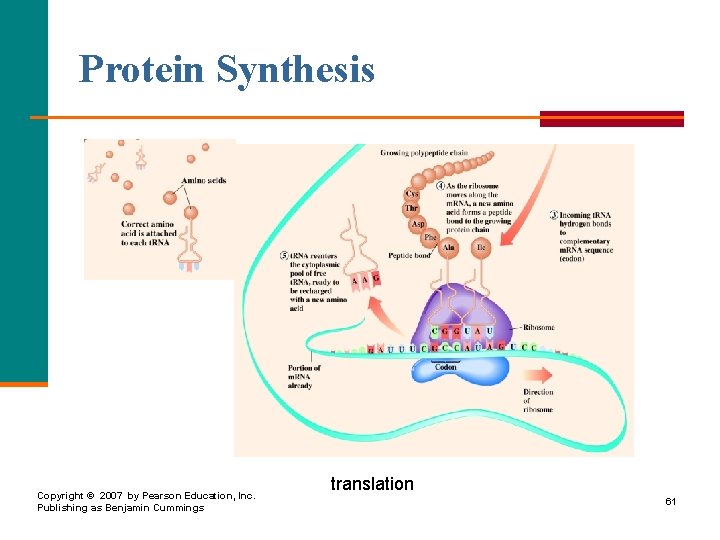 Protein Synthesis Copyright © 2007 by Pearson Education, Inc. Publishing as Benjamin Cummings translation