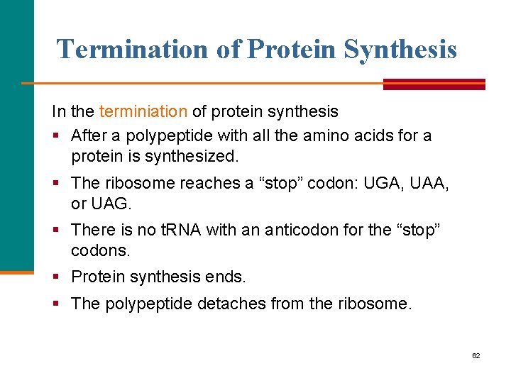 Termination of Protein Synthesis In the terminiation of protein synthesis § After a polypeptide