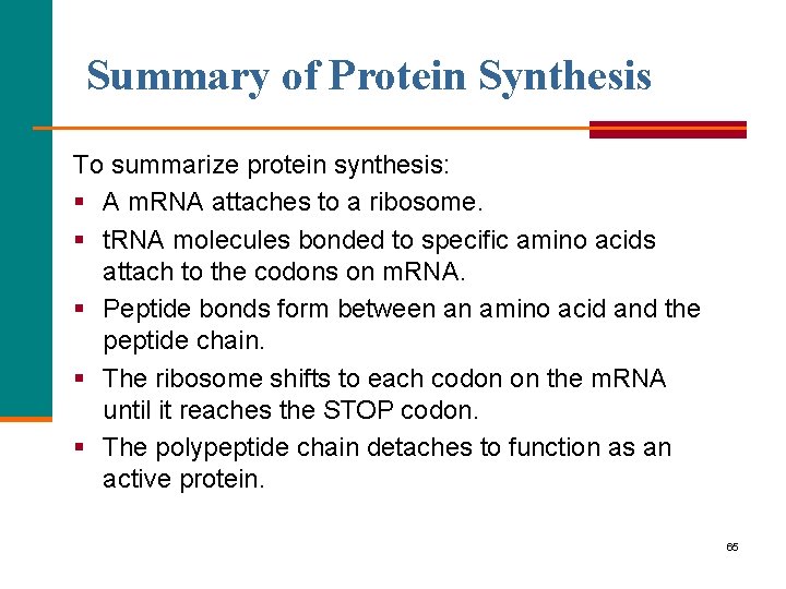 Summary of Protein Synthesis To summarize protein synthesis: § A m. RNA attaches to