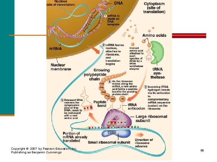 Copyright © 2007 by Pearson Education, Inc. Publishing as Benjamin Cummings 66 