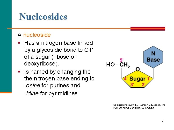 Nucleosides A nucleoside § Has a nitrogen base linked by a glycosidic bond to