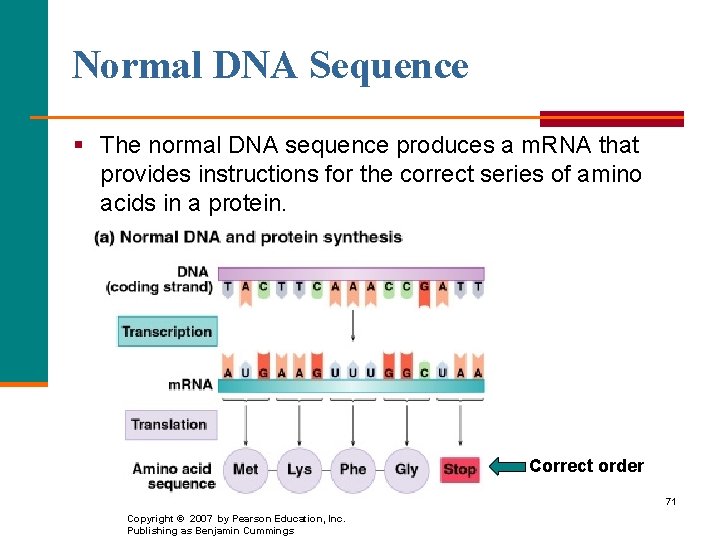 Normal DNA Sequence § The normal DNA sequence produces a m. RNA that provides