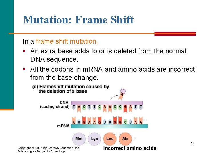 Mutation: Frame Shift In a frame shift mutation, § An extra base adds to