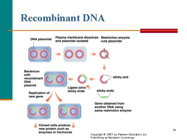 Recombinant DNA 78 Copyright © 2007 by Pearson Education, Inc. Publishing as Benjamin Cummings