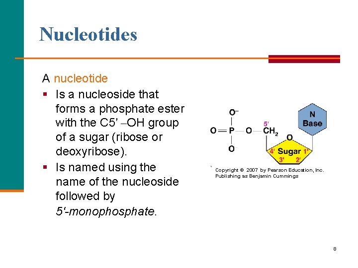 Nucleotides A nucleotide § Is a nucleoside that forms a phosphate ester with the