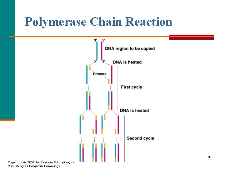 Polymerase Chain Reaction 82 Copyright © 2007 by Pearson Education, Inc. Publishing as Benjamin