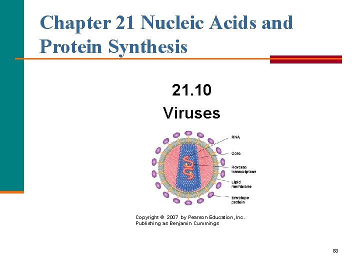 Chapter 21 Nucleic Acids and Protein Synthesis 21. 10 Viruses Copyright © 2007 by